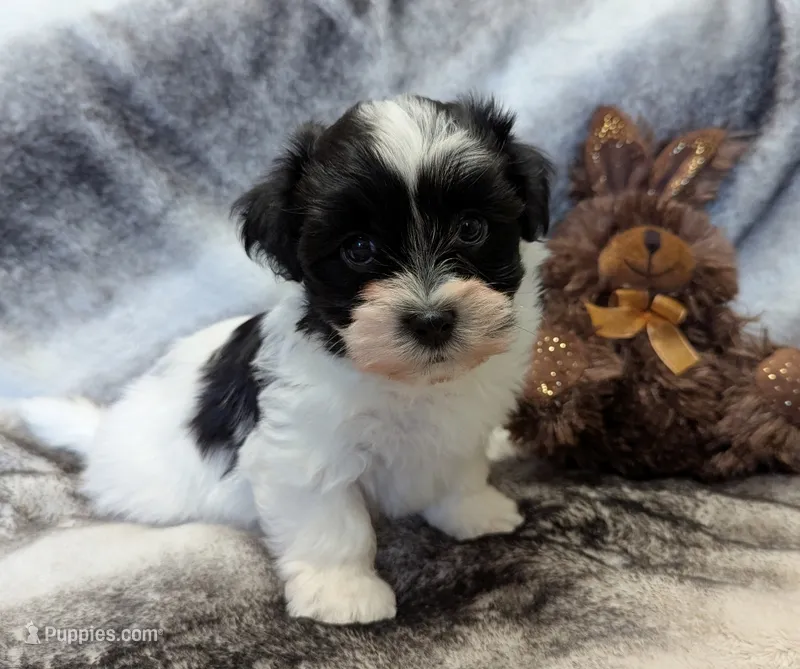 DICE – Havanese puppy for sale in Post Falls, ID