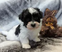 DICE, a male Havanese for sale in Post Falls, ID – 4 of 10