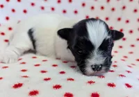DOMINO, a female Havanese for sale in Post Falls, ID – 3 of 4
