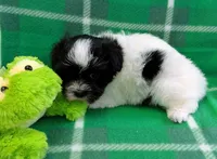 DOMINO, a female Havanese for sale in Post Falls, ID – 7 of 10
