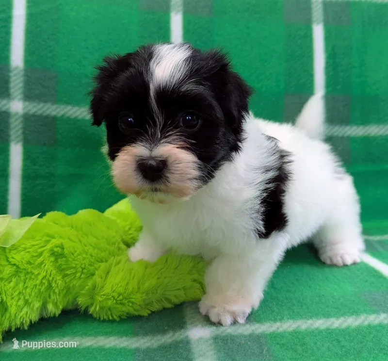 DICE – Havanese puppy for sale in Post Falls, ID