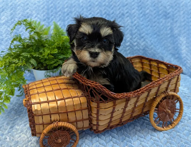 Midnight – Havanese puppy for sale in Post Falls, ID
