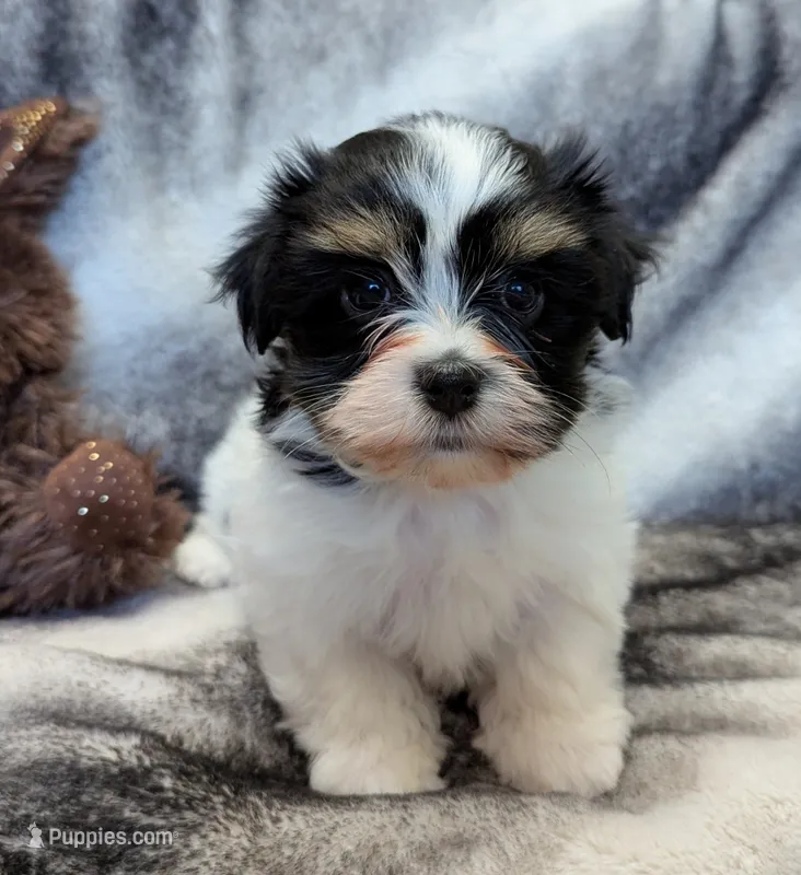 NOVA – Havanese puppy for sale in Post Falls, ID