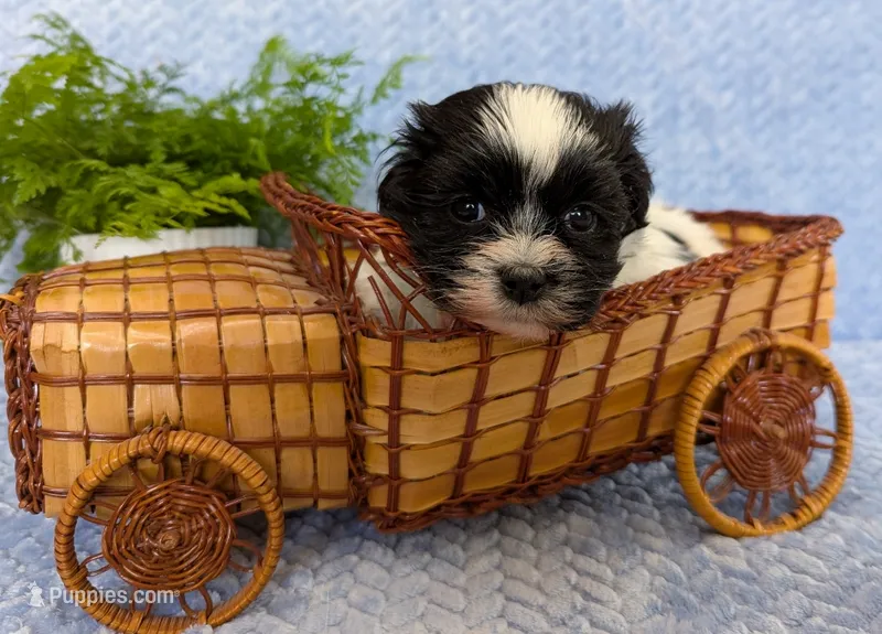 DOMINO – Havanese puppy for sale in Post Falls, ID