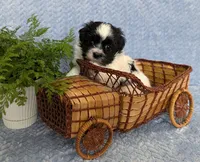 DOMINO, a female Havanese for sale in Post Falls, ID – 8 of 10