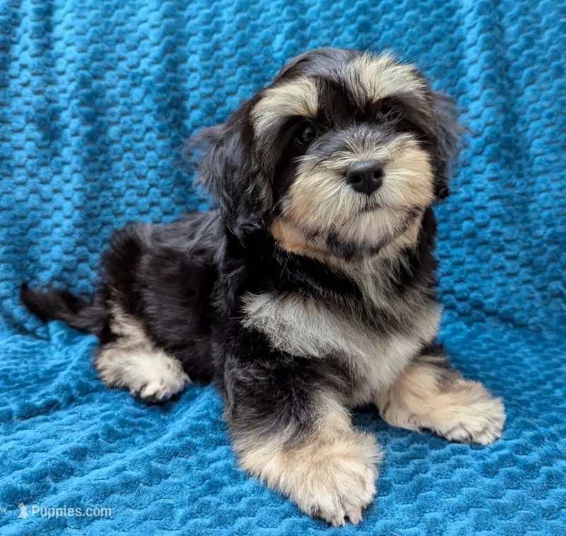 Midnight – Havanese puppy for sale in Post Falls, ID