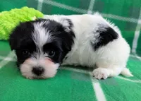 BUBBLES, a female Havanese for sale in Post Falls, ID – 7 of 10