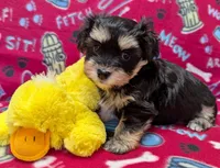 Midnight, a male Havanese for sale in Post Falls, ID – 8 of 10