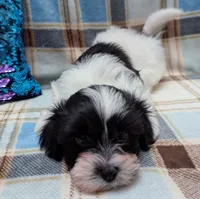 DICE, a male Havanese for sale in Post Falls, ID – 2 of 10