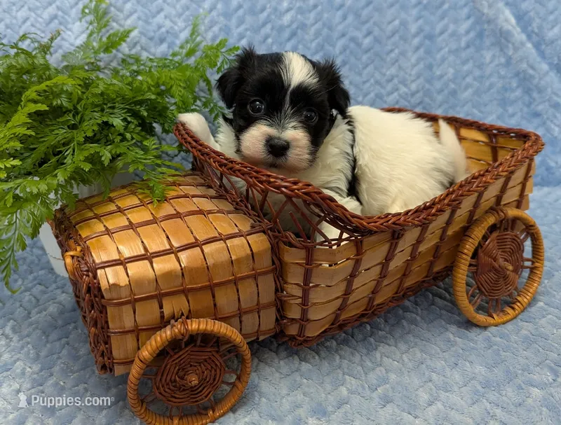 DICE – Havanese puppy for sale in Post Falls, ID