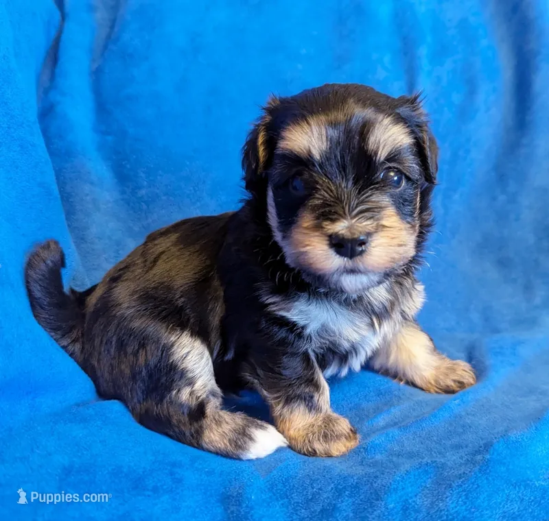 Midnight – Havanese puppy for sale in Post Falls, ID