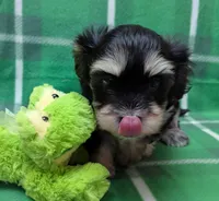 Midnight, a male Havanese for sale in Post Falls, ID – 5 of 10