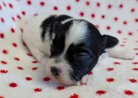 DICE, a male Havanese for sale in Post Falls, ID – 3 of 4