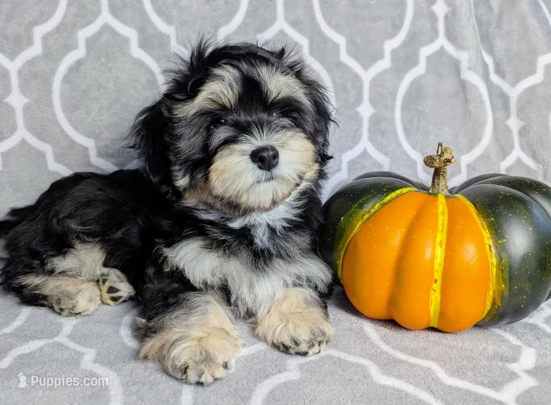 Midnight – Havanese puppy for sale in Post Falls, ID