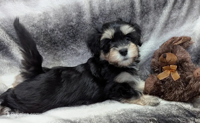 Midnight – Havanese puppy for sale in Post Falls, ID