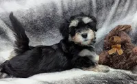 Midnight, a male Havanese for sale in Post Falls, ID – 1 of 10