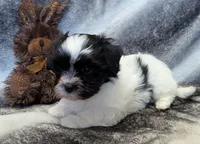 DOMINO, a female Havanese for sale in Post Falls, ID – 10 of 10