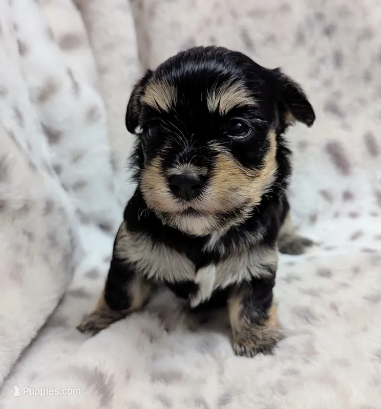 Midnight – Havanese puppy for sale in Post Falls, ID