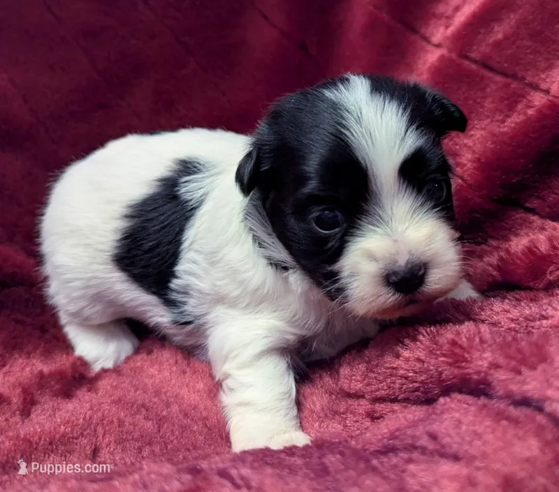 BUBBLES – Havanese puppy for sale in Post Falls, ID