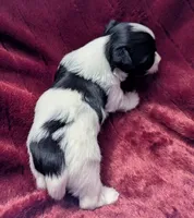 DICE, a male Havanese for sale in Post Falls, ID – 8 of 10