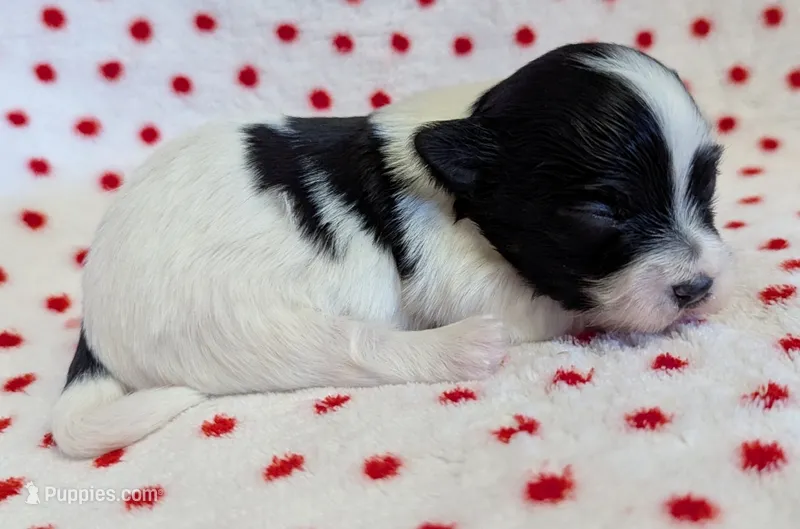 DICE – Havanese puppy for sale in Post Falls, ID
