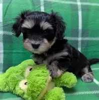Midnight, a male Havanese for sale in Post Falls, ID – 6 of 10