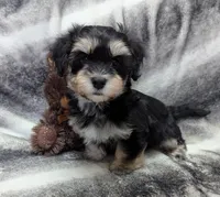Midnight, a male Havanese for sale in Post Falls, ID – 3 of 10