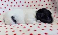 DOMINO, a female Havanese for sale in Post Falls, ID – 2 of 4