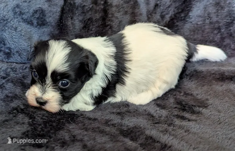 DICE – Havanese puppy for sale in Post Falls, ID