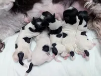 SPOTS! , a female Havanese for sale in Post Falls, ID – 3 of 3