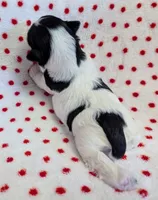 BUBBLES, a female Havanese for sale in Post Falls, ID – 4 of 4