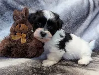 DICE, a male Havanese for sale in Post Falls, ID – 5 of 10