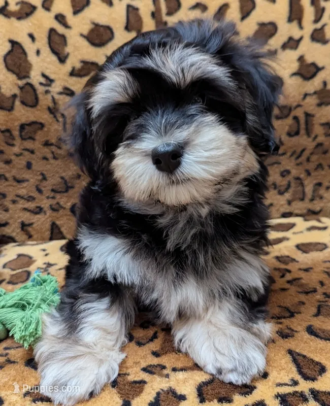 Midnight – Havanese puppy for sale in Post Falls, ID