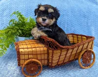 Midnight, a male Havanese for sale in Post Falls, ID – 10 of 10