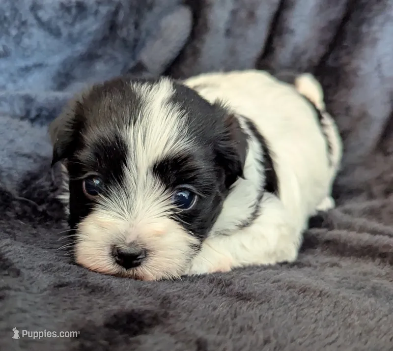 BUBBLES – Havanese puppy for sale in Post Falls, ID