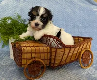 NOVA, a female Havanese for sale in Post Falls, ID – 8 of 10