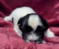 DOMINO, a female Havanese for sale in Post Falls, ID – 9 of 10