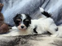 NOVA, a female Havanese for sale in Post Falls, ID – 6 of 10