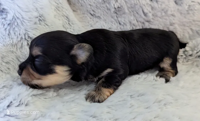 Midnight – Havanese puppy for sale in Post Falls, ID