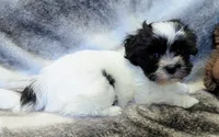 DOMINO, a female Havanese for sale in Post Falls, ID – 5 of 10