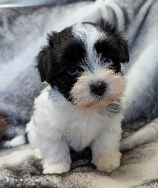 BUBBLES – Havanese puppy for sale in Post Falls, ID
