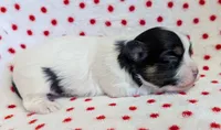 NOVA, a female Havanese for sale in Post Falls, ID – 3 of 4