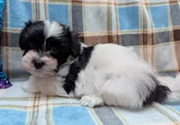 DICE, a male Havanese for sale in Post Falls, ID – 3 of 10