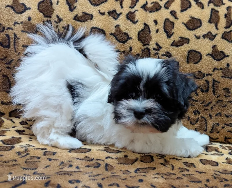 DOMINO – Havanese puppy for sale in Post Falls, ID