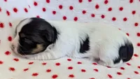 NOVA, a female Havanese for sale in Post Falls, ID – 2 of 4