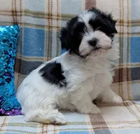 BUBBLES, a female Havanese for sale in Post Falls, ID – 2 of 10