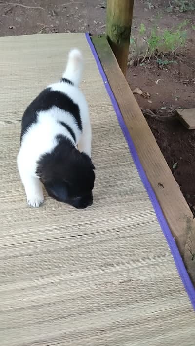 Boy Two, a male Akita for sale in Jonesboro, GA – 10 of 10