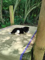 Boy One, a male Akita for sale in Jonesboro, GA – 3 of 10