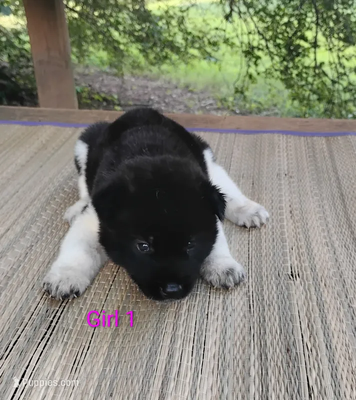 Girl One – Akita puppy for sale in Jonesboro, GA