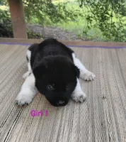 Girl One, a female Akita for sale in Jonesboro, GA – 1 of 10